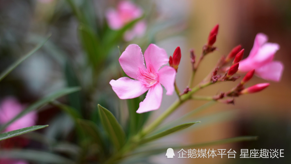 5月1日 10日星座运势 百折不挠 扬眉吐气的四大星座 腾讯新闻