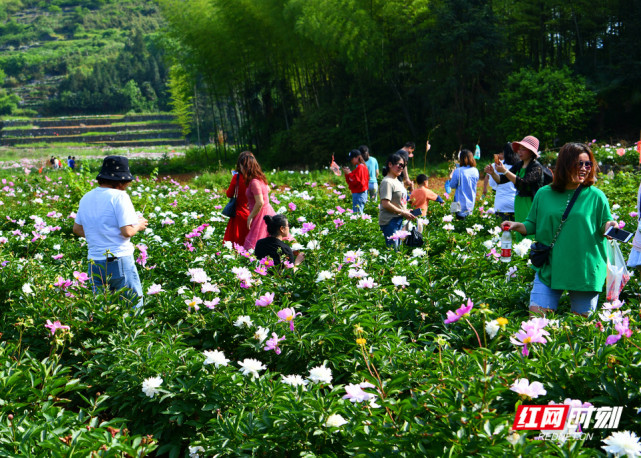 晚春時節,湖南省常寧市白沙鎮毘帽峰村,和諧村600餘畝芍藥花開成海.