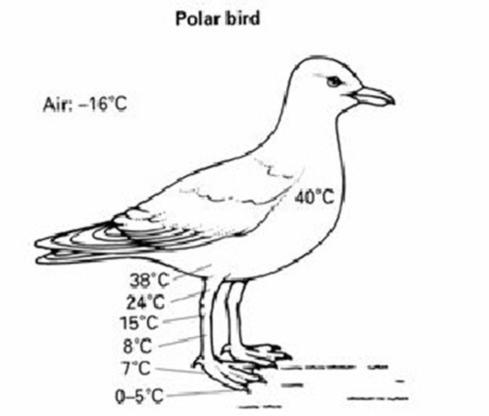 下大雨时 为什么有的鸟宁愿站在电线上淋雨 也不飞回窝里躲雨 腾讯新闻