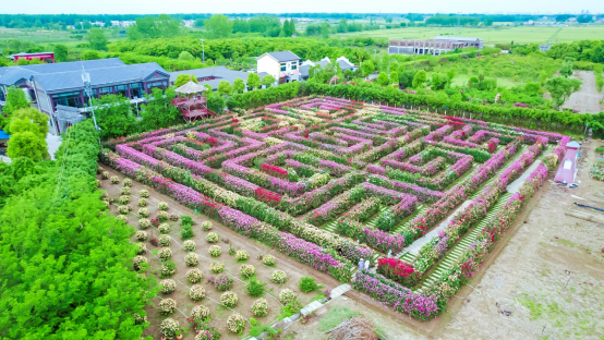 湖北人五一去哪儿玩走迷宫花海看孔雀采樱桃小众又趣味赶紧get