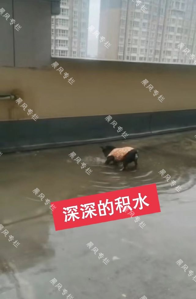 下雨天露臺積水,毛孩子主動清理下水道,網友:這動作太專業了