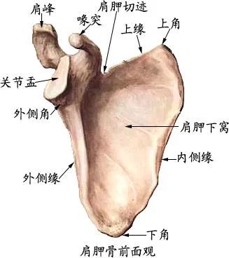 【解剖每日學】關乎肩袖損傷的肩峰解剖及分型