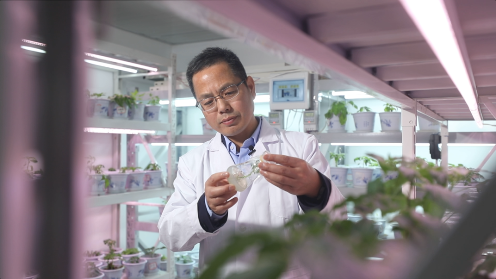 “一斤进口种子可以买一辆法拉利”，中国种子破局幻灯片动画制作