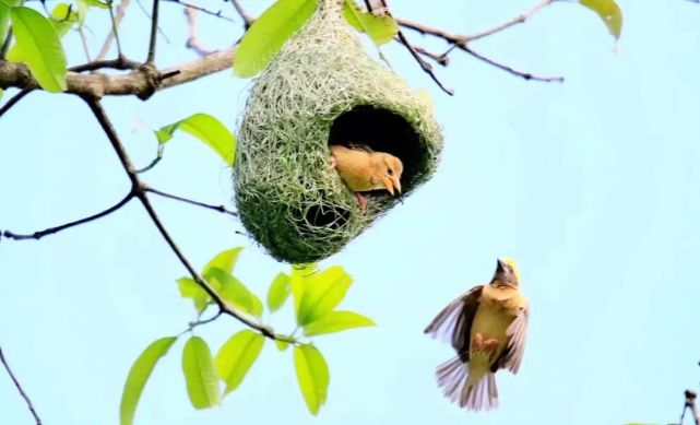 笔者见到了密密麻麻挂在菠萝蜜树上黄胸织布鸟编制的鸟巢,它们既像
