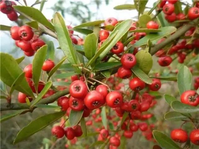 雖是地道野生種,個頭卻遠大於蘋果屬的其他野生種,而且成熟果實的顏色