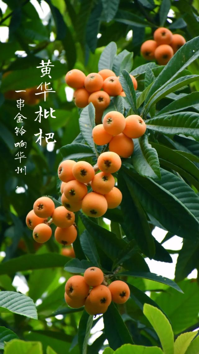 沿江望去,漫山遍野的枇杷树铺绿了一座座山坡,枇杷果恰似一串串金铃铛