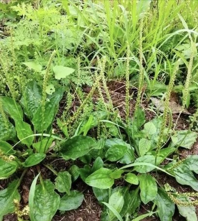 车前子:利水通淋止泻痢_腾讯新闻