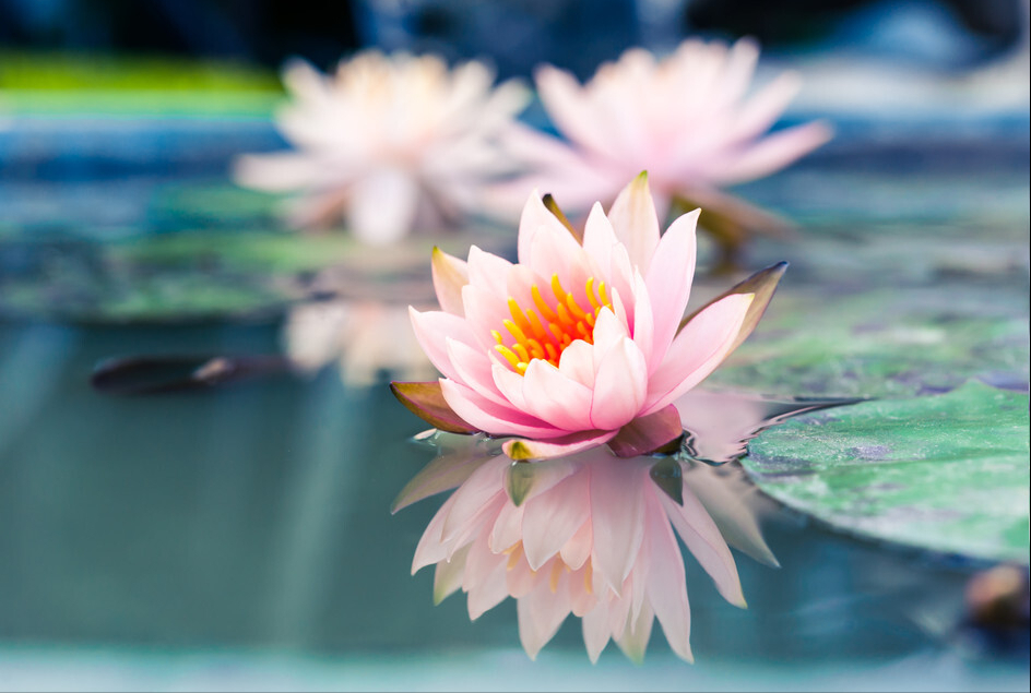 庭院里的5种 开花机器 一到夏天就 灿烂 又美又仙 腾讯新闻