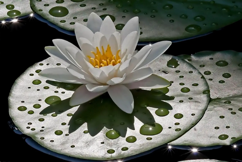 庭院里的5种 开花机器 一到夏天就 灿烂 又美又仙 腾讯新闻