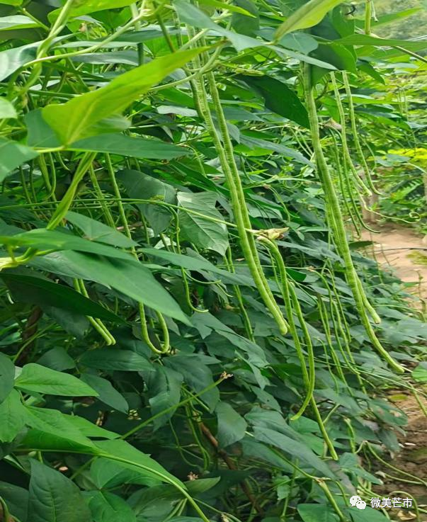 给力他们将绿豆豆变成了金豆豆