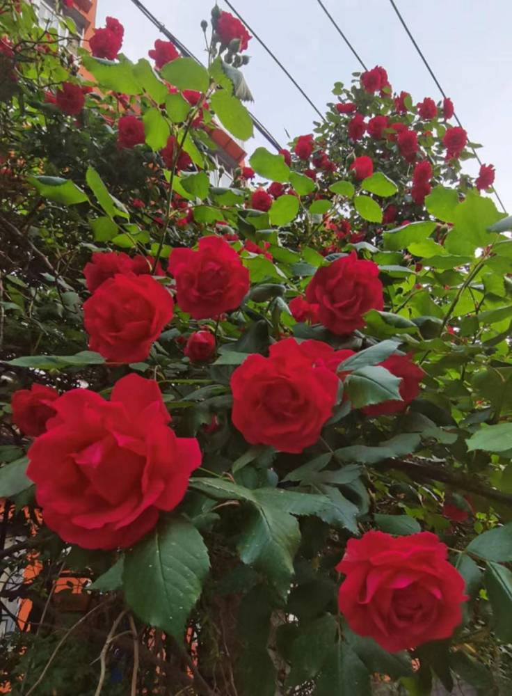 火红蔷薇开正艳