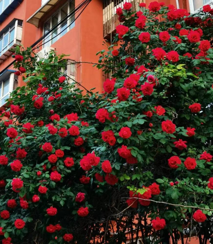 火红蔷薇开正艳