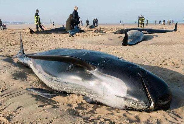 死亡抹香鲸出现在宁波，是否是上次救援那条，体内有龙涎香吗小小侦探