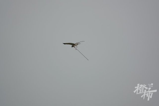 白腹鹞身中1米长箭飞行9天获救后恢复不错今天吃了一只半鸽子石家庄