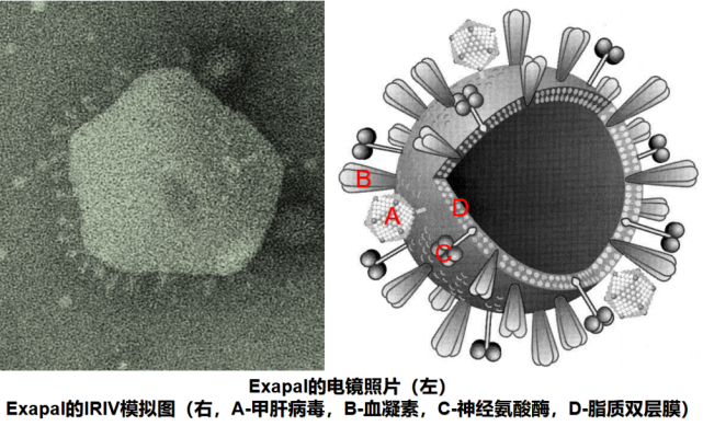 最神奇的自组装疫苗：病毒样颗粒疫苗（VLP）_腾讯新闻