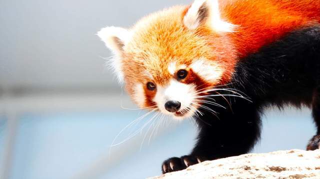 生物 有趣的小熊猫 你知道多少 腾讯新闻