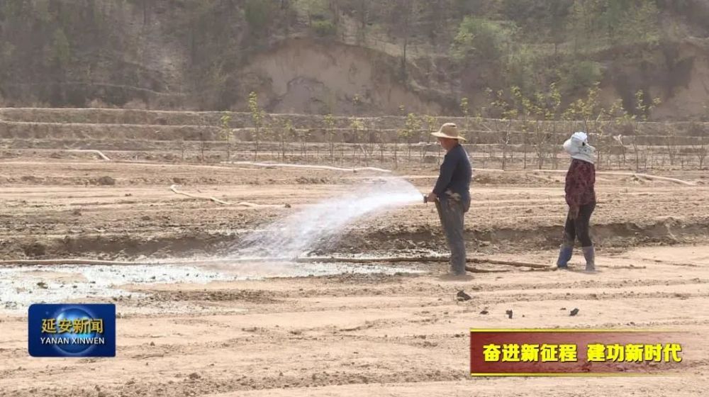 延川县永坪镇冯家坪村村民 冯海燕4月26日,记者在延川县永坪镇冯家坪