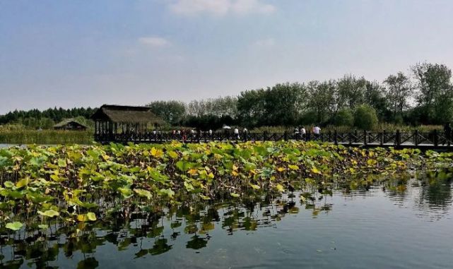 江蘇景點推薦,溱湖國家溼地公園#低音號免費語音導遊