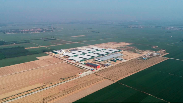 从快速扩张转入稳健经营,新希望养猪业务一年来有了哪些变化?