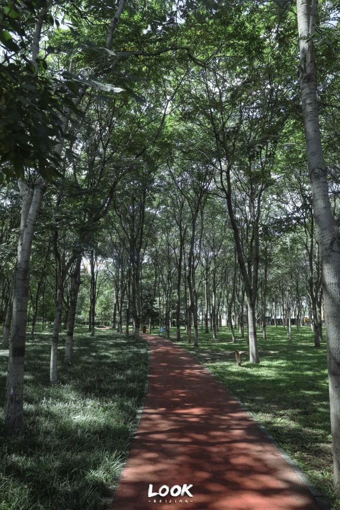 北京最美小森林指南，听说你也想看看