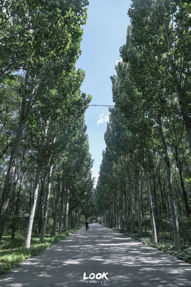 北京最美小森林指南，听说你也想看看