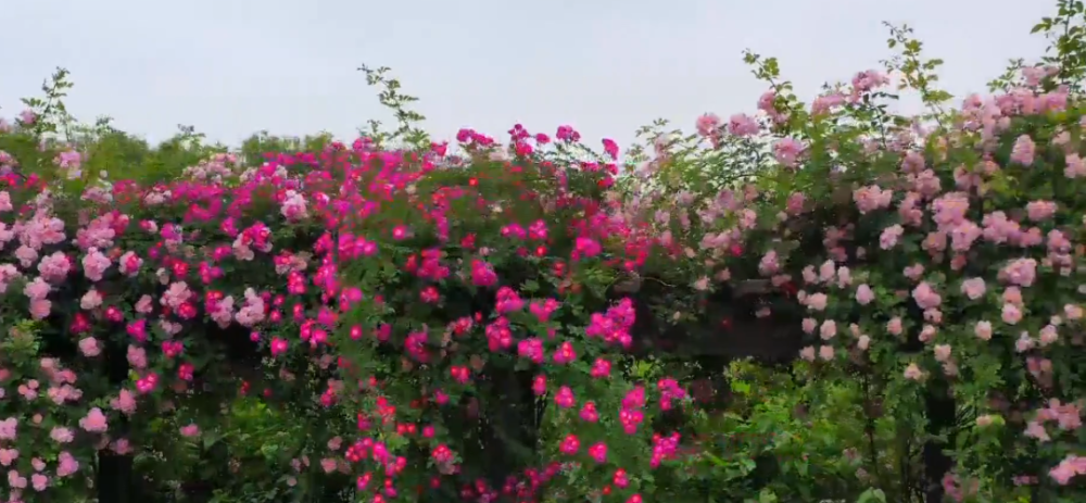 蔷薇花盛开 扮靓暮春初夏 腾讯新闻