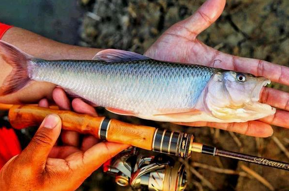 被称为"鱼中极品"的马口鱼,生长快繁殖力强,为何如今少见了?