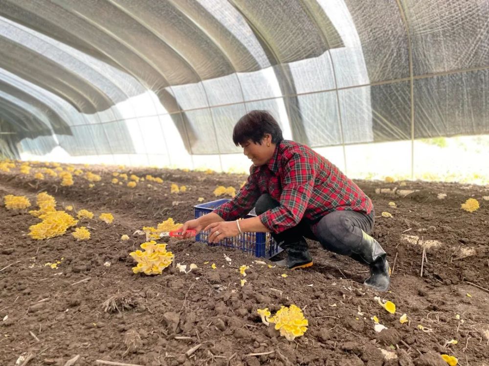 说,今年上垟村村干部,低收入农户和村集体集体入股成立菌菇种植合作社