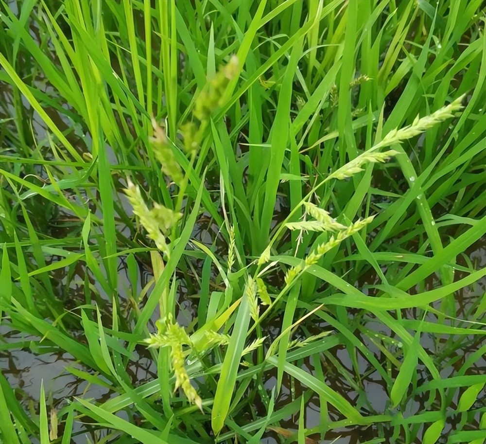 苄·丁等,莖葉處理劑有五氟磺草胺,雙草醚,氰氟草酯,噁唑酰草胺,二氯