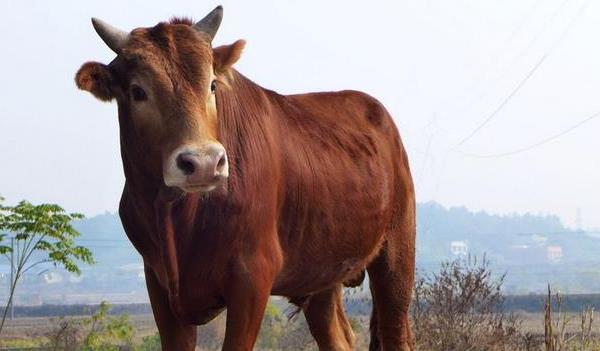 十二属相之属牛人性格大揭秘谨记这些性格特征将来必鸿运不断