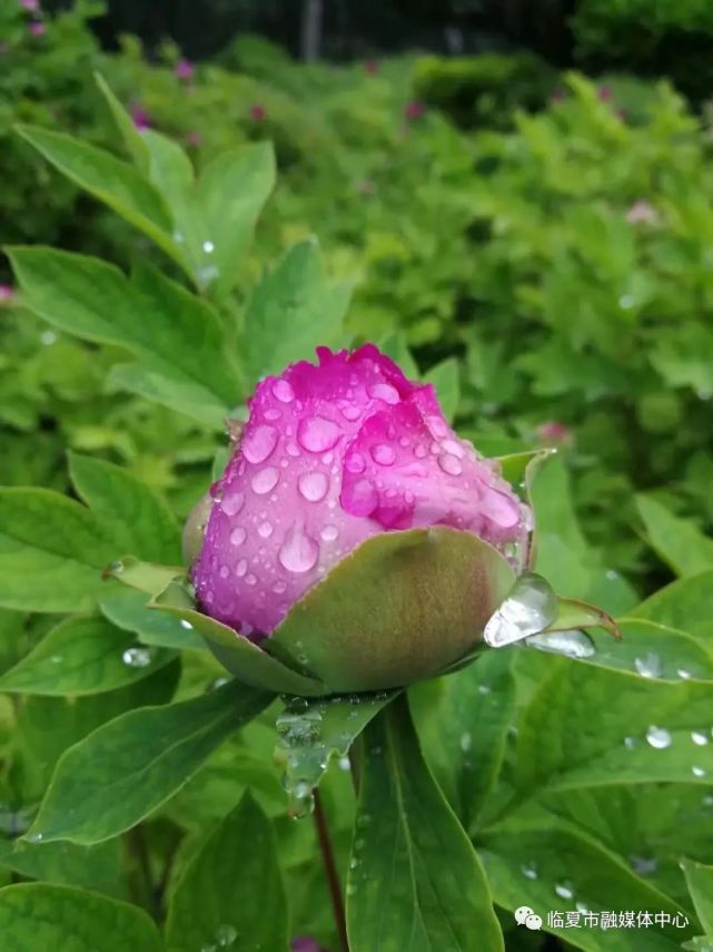 雨后河州牡丹 水珠欲滴 太美了!