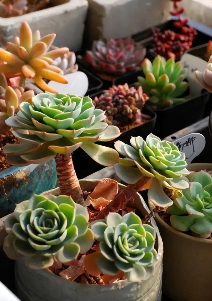 盘点几种养了多年的经典多肉 皮实好养颜值高 看看你养了几种 腾讯新闻