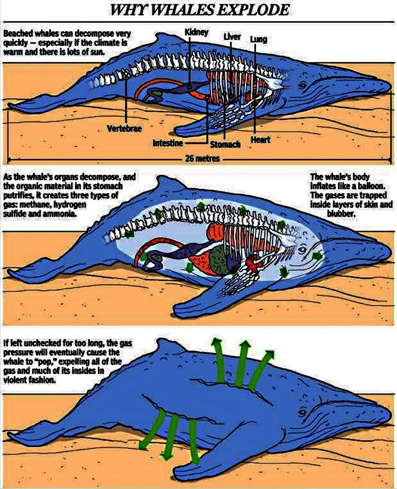 寧波海現灘擱淺抹香鯨屍體,鯨爆該如何阻止?_騰訊新聞