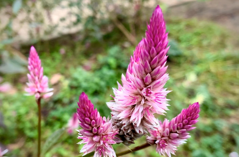 青葙花（青葙花） 第2张