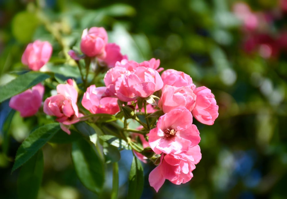 青葙花（青葙花） 第3张