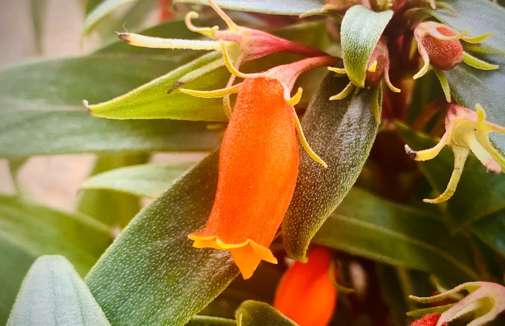 青葙花（青葙花） 第4张