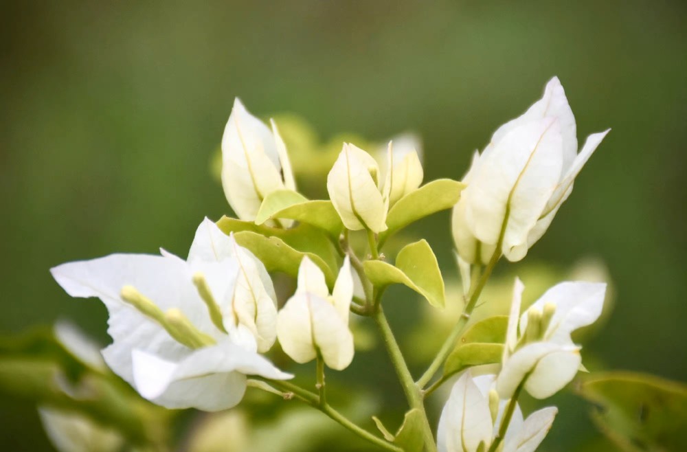 青葙花（青葙花） 第6张