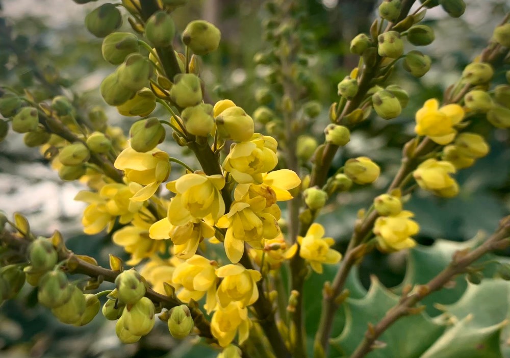 青葙花（青葙花） 第7张