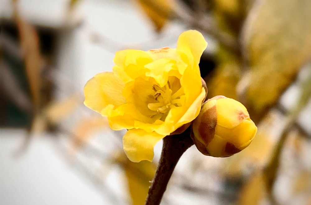 青葙花（青葙花） 第10张