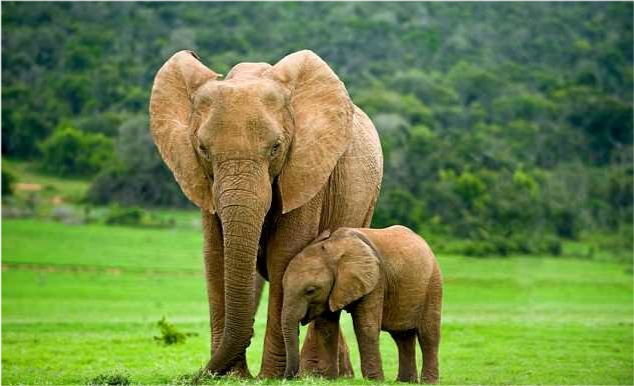 肯尼亞為保護野生動物擊斃3名偷獵者,大象未來卻只能靠中國