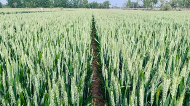 芸乐收提醒广大农民:小麦灌浆期多灾多难,这四点一定要做好