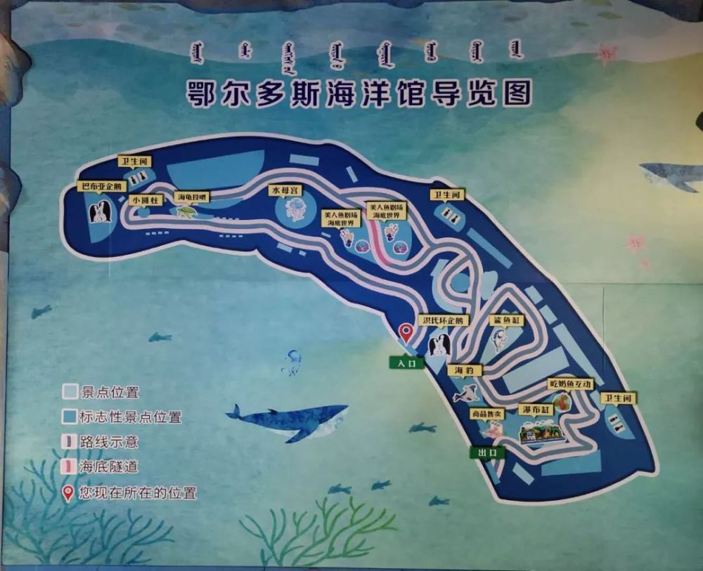 现在这个梦想在鄂尔多斯海洋馆就可以实现啦!