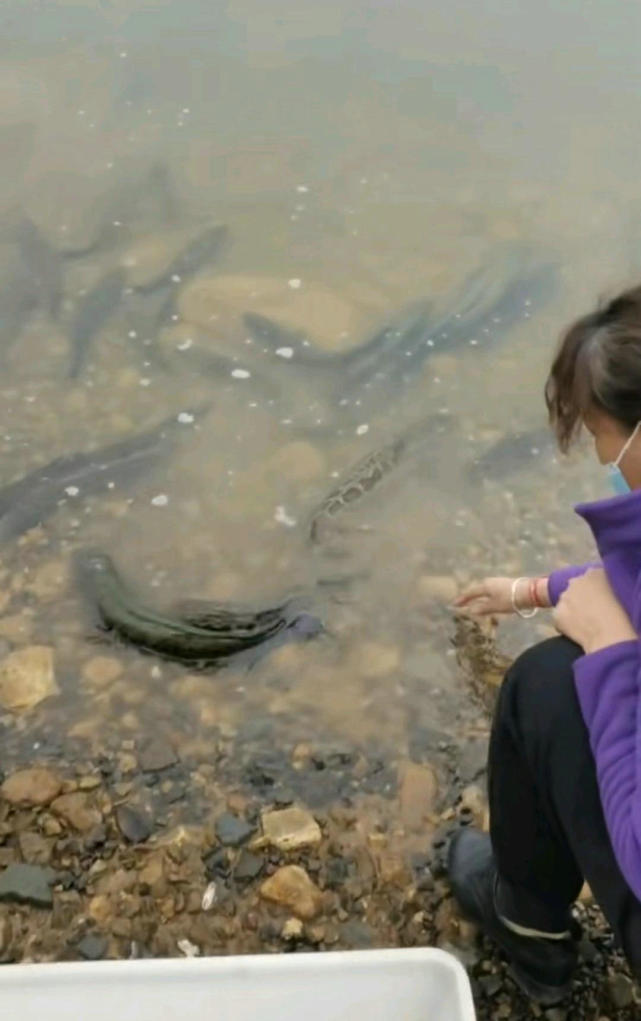 據長江君瞭解,起先是這位女子拿著兩桶黑魚到