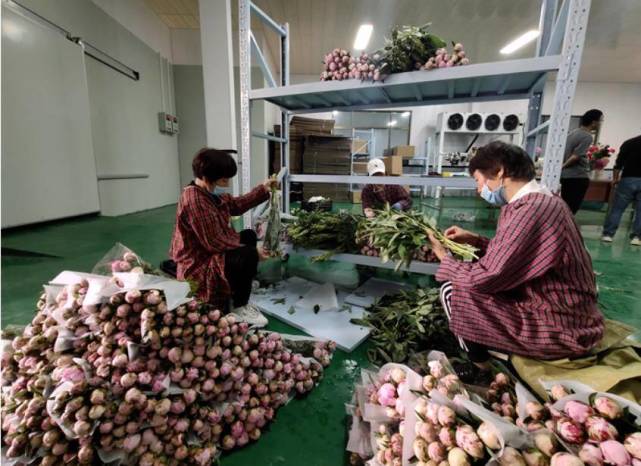 菏泽市牡丹芍药切花协会会长周长玉告诉记者:"目前菏泽
