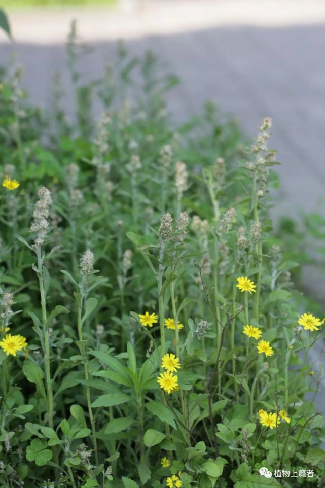 匙叶合冠鼠曲草不请自来