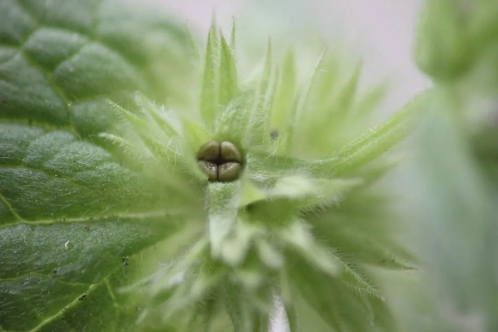 宝盖草是蚂蚁种的