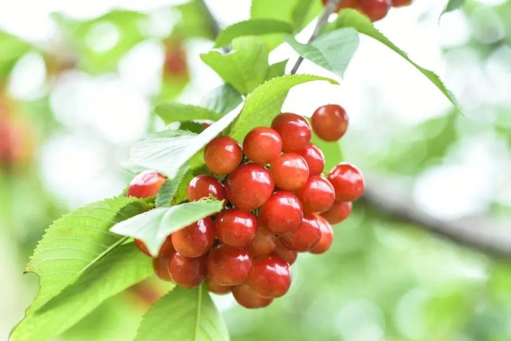 乡游黔中·六枝特区 落别村丨樱桃红了,馋时已到,采摘尝果正当时!