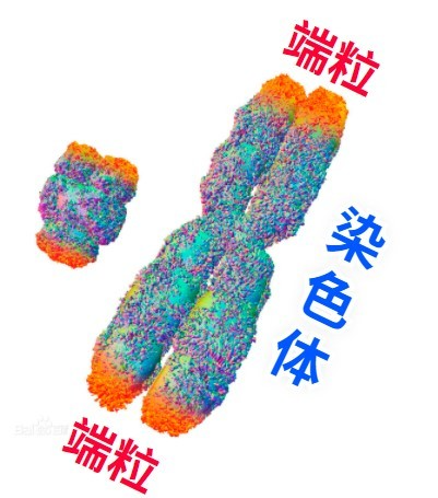 端粒,顾名思义就是染色体两端的微粒.