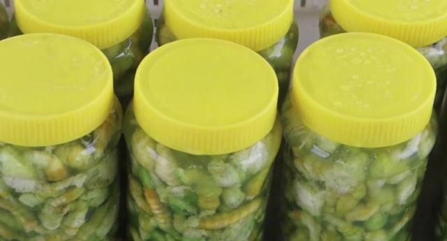 会放入豆虫的幼苗,豆虫吃着豆叶长大后,收集起来,经过处理放到罐头瓶