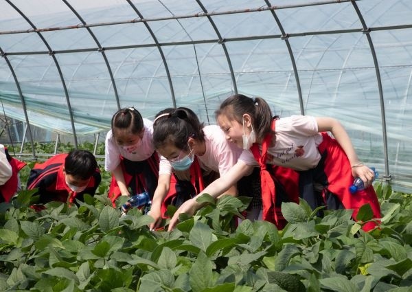 采摘基地里体验劳动快乐小学生在现代田园接受劳动教育